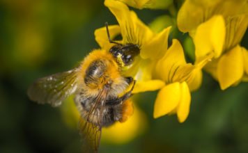 Las abejas los animales más importantes del planeta, según expertos - ItagüíHoy