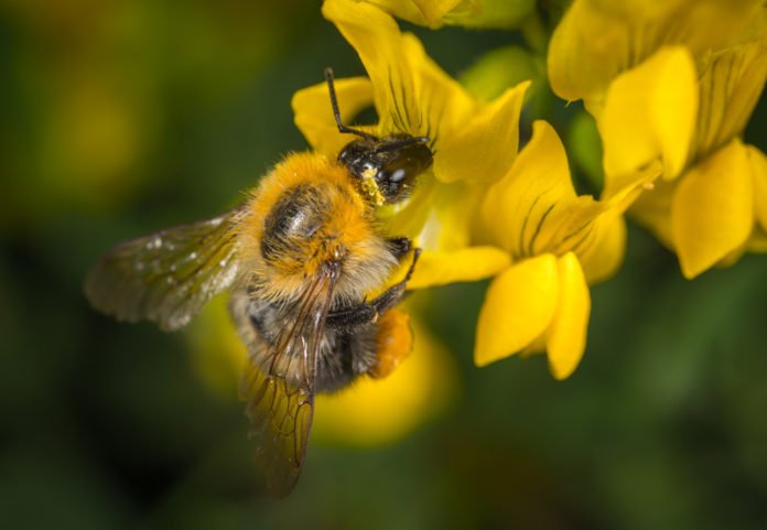 Las abejas los animales más importantes del planeta, según expertos - ItagüíHoy