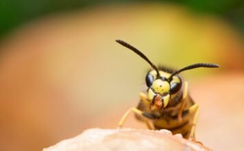Avispón asesino no llegaría a Colombia: Instituto Humbolt - Itagüí Hoy