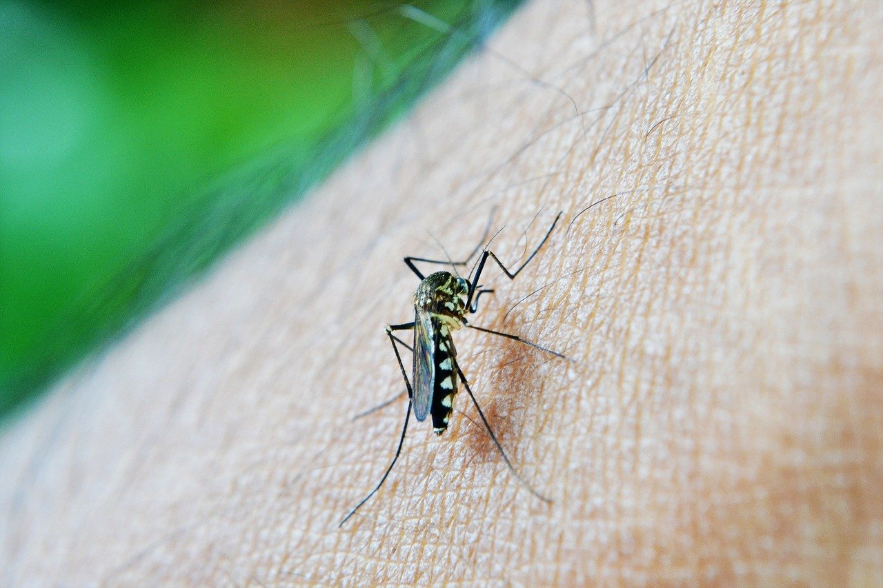 dengue La lucha contra el dengue continúa; autoridades de salud piden estar alertas y consultar si hay síntomas - Itagüí Hoy