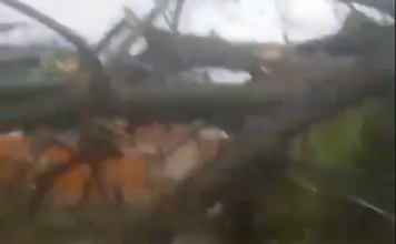 Caída de árbol en la Variante Caldas dejó varios sectores sin luz