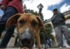 Caldas realizará Festival de las Mascotas