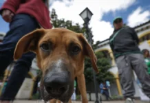 Caldas realizará Festival de las Mascotas