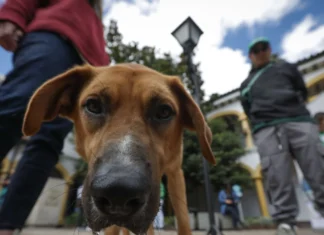 Caldas realizará Festival de las Mascotas