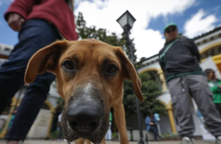 Caldas realizará Festival de las Mascotas
